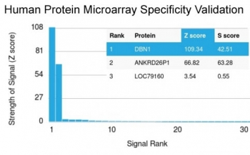 Analysis of HuProt(TM) microarray containing more than 19,000 full-length human proteins using Drebrin 1 antibody (clone DBN1/3393). These results demonstrate the foremost specificity of the DBN1/3393 mAb. Z- and S- score: The Z-score represents the strength of a signal that an antibody (in combination with a fluorescently-tagged anti-IgG secondary Ab) produces when binding to a particular protein on the HuProt(TM) array. Z-scores are described in units of standard deviations (SD's) above the mean value of all signals generated on that array. If the targets on the HuProt(TM) are arranged in descending order of the Z-score, the S-score is the difference (also in units of SD's) between the Z-scores. The S-score therefore represents the relative target specificity of an Ab to its intended target.