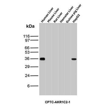 AKR1C2 Antibody Multi-Species Liver WB. Western blot analysis of (1) human liver, (2) mouse liver, (3) rat liver, (4) hamster liver, (5) guinea pig liver, and (6) HepG2 cell lysates using AKR1C2 Antibody (clone CPTC-AKR1C2-1) detects a band at approximately 37 kDa in human liver and HepG2 samples, consistent with the predicted molecular weight of AKR1C2 / Aldo-keto reductase family 1 member C2. Signal is not observed in the other species tested, indicating selective species reactivity for this clone. The pattern supports targeted detection of AKR1C2 in human-derived hepatic models, aligning with its role in hormone metabolism and steroid regulation pathways.