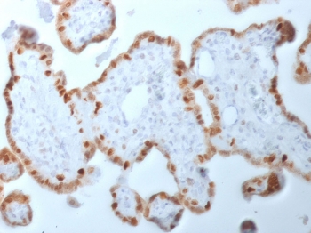 DNA Methyltransferase 1 Antibody Human Placenta IHC. Immunohistochemistry staining of FFPE human placenta using DNA Methyltransferase 1 antibody demonstrates prominent nuclear staining within trophoblastic epithelial cell populations lining placental villi, consistent with the expected nuclear localization of DNMT1. DNA Methyltransferase 1 is a DNA methylation maintenance enzyme responsible for preserving epigenetic patterns during cellular replication and plays a critical role in regulation of gene expression, chromatin organization, and developmental programming. The observed nuclear staining pattern is consistent with the importance of DNMT1-mediated epigenetic regulation in placental development and cellular differentiation. HIER: boil tissue sections in pH 9 10mM Tris with 1mM EDTA for 10-20 min and allow to cool before testing.