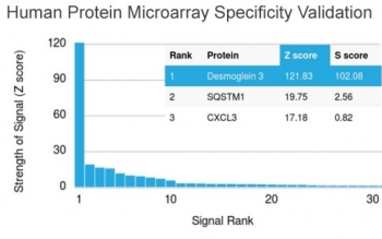 Human protein microarray specificity validation of DSG3 Antibody - Microarray Validated clone DSG3/2840. Analysis was performed using the HuProt(TM) microarray containing more than 19,000 full-length human proteins. The antibody demonstrates the highest signal intensity for Desmoglein 3, ranking first among all proteins tested with a strong Z-score and substantial separation from the next highest ranked proteins, supporting high target specificity of clone DSG3/2840.<BR>Z- and S-score explanation: The Z-score represents the strength of signal generated when the antibody, together with a fluorescently labeled anti-IgG secondary antibody, binds to a specific protein on the HuProt(TM) array. Z-scores are expressed in units of standard deviations above the mean signal of all proteins on the array. Proteins are ranked in descending order according to Z-score. The S-score represents the difference in Z-scores between adjacent ranked proteins and reflects the relative specificity of the antibody for its intended target.