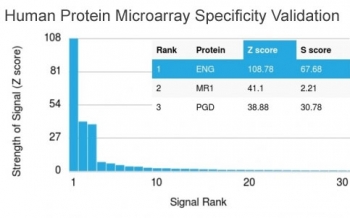 CD105 Antibody Microarray Specificity Validation. Analysis of HuProt(TM) microarray containing more than 19,000 full-length human proteins using CD105 Antibody (clone ENG/3269) demonstrates highly specific detection of Endoglin / CD105, an endothelial marker involved in angiogenesis and vascular biology. The antibody shows a dominant signal for ENG with clear separation from other proteins on the array, supporting strong target specificity of clone ENG/3269. Z- and S-score: The Z-score represents the strength of signal generated when the antibody binds to a protein on the array, expressed as standard deviations above the mean signal, while the S-score reflects the difference between sequential Z-scores and indicates relative specificity compared to potential off-target interactions.