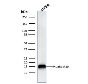 Cathepsin D Lysosomal Protease Antibody Liver WB. Western blot analysis of human liver lysate using Cathepsin D Antibody (clone CTSD/3276) detects a prominent band at approximately 14-15 kDa, corresponding to the light chain of mature Cathepsin D generated through proteolytic processing of the precursor protein. This banding pattern is consistent with lysosomal maturation of CTSD and reflects its active enzymatic form involved in intracellular protein degradation.