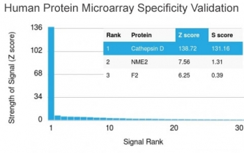 Cathepsin D Lysosomal Protease Antibody HuProt Microarray Specificity. Protein microarray analysis using Cathepsin D Antibody (clone CTSD/3276) demonstrates highly specific binding to CTSD / Cathepsin D, with the target protein ranked as the top hit and showing a strong Z score relative to all other proteins on the array. Signal intensity decreases sharply for non-target proteins, supporting selective recognition with minimal off-target interaction. Z score represents the strength of signal in standard deviations above the mean of all array signals, while S score reflects the separation between the top-ranked target and the next highest signal, indicating relative specificity.