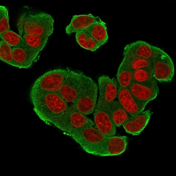 HER-4 Antibody Clone HFR-1 IF. Immunofluorescence of HER-4 antibody in human MCF7 cells. Permeabilized human MCF7 breast carcinoma cells were stained with the mouse monoclonal HER-4 antibody clone HFR-1 (green) and counterstained with Reddot nuclear stain (red). Fluorescent signal is observed predominantly along the cell membrane with additional cytoplasmic staining, consistent with Erb-B2 receptor tyrosine kinase 4 localization in epithelial tumor cells. Nuclei are clearly visualized in red, providing cellular context for HER4 expression patterns.