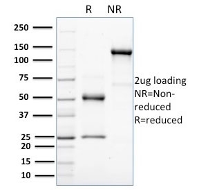 SDS-PAGE analysis of purified, BSA-free HER-4 antibody (clone HFR-1) as confirmation of integrity and purity.