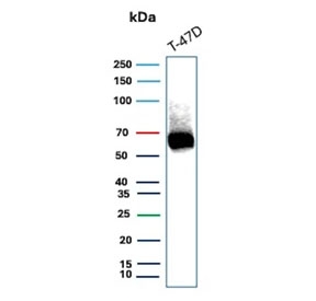 Estrogen Receptor alpha Antibody T-47D WB. Western blot analysis of human T-47D cell lysate using Estrogen Receptor alpha antibody detects a band at approximately 65-70 kDa, consistent with the predicted molecular weight of Estrogen receptor alpha (ESR1), a nuclear hormone receptor expressed in hormone-responsive breast cancer cells; detection was performed with clone ESR1/3559.