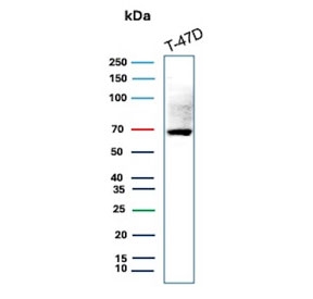 Estrogen Receptor alpha Antibody Breast Cancer Cell WB. Western blot analysis of human T-47D cell lysate using Estrogen Receptor alpha antibody detects a band at approximately 65-70 kDa, consistent with the predicted molecular weight of Estrogen receptor alpha (ESR1), a nuclear hormone receptor expressed in hormone-responsive breast cancer cells; detection was performed with clone ESR1/3559.