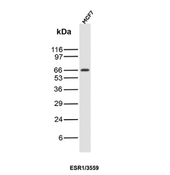 Estrogen Receptor alpha Antibody MCF7 WB. Western blot analysis of human MCF7 cell lysate using Estrogen Receptor alpha antibody (clone ESR1/3559) detects a band at approximately 65-70 kDa, consistent with the predicted molecular weight of Estrogen receptor alpha (ESR1), a ligand-activated nuclear receptor expressed in breast cancer cells.