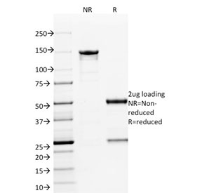 SDS-PAGE analysis of purified, BSA-free ETS1 antibody (clone ETS1/1801) as confirmation of integrity and purity.