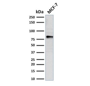EZH2 Antibody MCF7 WB. Western blot analysis of human MCF7 cell lysate using EZH2 antibody detects a prominent band at approximately 80â90 kDa, consistent with the expected molecular weight range of EZH2, a PRC2-associated histone methyltransferase involved in epigenetic regulation and transcriptional repression; detection was performed with clone EZH2/2536.