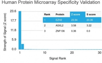 EZH2 Antibody HuProt Microarray Validation. Analysis of a HuProt(TM) human protein microarray containing more than 19,000 full-length proteins using EZH2 antibody demonstrates highly selective recognition of EZH2, with the strongest signal corresponding to the intended target and clear separation from non-target proteins, supporting proteome-wide specificity for this PRC2-associated epigenetic regulator; detection was performed with clone EZH2/2536. Z- and S-scores reflect signal strength and relative target specificity across the protein array.