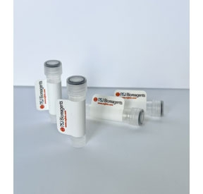 SDS-PAGE analysis of purified, BSA-free Fibrinogen Alpha Chain antibody (clone UC45) as confirmation of integrity and purity.