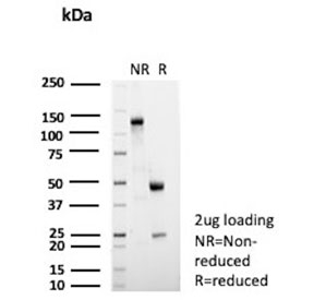 SDS-PAGE analysis of purified, BSA-free CD135 antibody (clone FLT3/2458) as confirmation of integrity and purity.