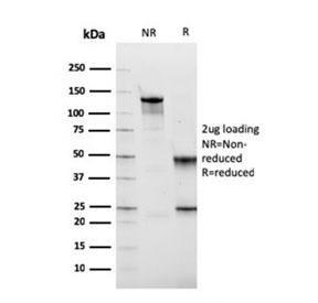 SDS-PAGE analysis of purified, BSA-free Fibronectin antibody (clone FN1/2949) as confirmation of integrity and purity.