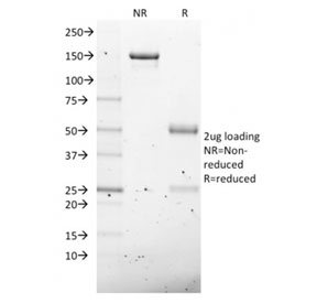 SDS-PAGE analysis of purified, BSA-free NKX2.8 antibody as confirmation of integrity and purity.