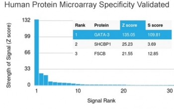 Analysis of HuProt(TM) microarray containing more than 19,000 full-length human proteins using GATA3 antibody (clone GATA3/2445). These results demonstrate the foremost specificity of the GATA3/2445 mAb. Z- and S- score: The Z-score represents the strength of a signal that an antibody (in combination with a fluorescently-tagged anti-IgG secondary Ab) produces when binding to a particular protein on the HuProt(TM) array. Z-scores are described in units of standard deviations (SD's) above the mean value of all signals generated on that array. If the targets on the HuProt(TM) are arranged in descending order of the Z-score, the S-score is the difference (also in units of SD's) between the Z-scores. The S-score therefore represents the relative target specificity of an Ab to its intended target.