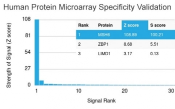 Analysis of HuProt(TM) microarray containing more than 19,000 full-length human proteins using MSH6 antibody (clone MSH6/3089). These results demonstrate the foremost specificity of the MSH6/3089 mAb. Z- and S- score: The Z-score represents the strength of a signal that an antibody (in combination with a fluorescently-tagged anti-IgG secondary Ab) produces when binding to a particular protein on the HuProt(TM) array. Z-scores are described in units of standard deviations (SD's) above the mean value of all signals generated on that array. If the targets on the HuProt(TM) are arranged in descending order of the Z-score, the S-score is the difference (also in units of SD's) between the Z-scores. The S-score therefore represents the relative target specificity of an Ab to its intended target.