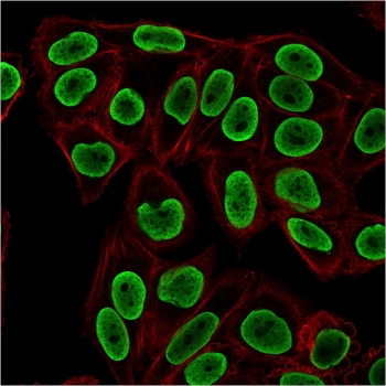 Histone H1 Antibody for IF. Immunofluorescence analysis of linker histone H1 expression in PFA-fixed human HeLa cells using Histone H1 Antibody (green). Strong nuclear staining is observed, consistent with localization of histone H1 within chromatin and its role in organizing linker DNA and higher-order chromatin structure. The staining pattern shows uniform nuclear distribution with minimal cytoplasmic signal, reflecting chromatin-associated localization across the nucleus. Clone rAE-4 antibody demonstrates clear nuclear signal suitable for chromatin imaging applications. Actin filaments are labeled with phalloidin (red), providing cytoskeletal contrast to the chromatin-associated histone signal.