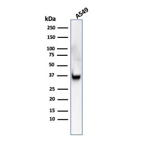 Western blot testing of human A549 cell lysate with Annexin A1 antibody (clone ANXA1/3566). Predicted molecular weight ~38 kDa.