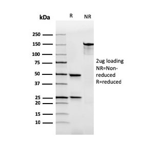 SDS-PAGE analysis of purified, BSA-free recombinant IgA Heavy Chain antibody (recombinant mouse mAb clone rHISA43) as confirmation of integrity and purity.
