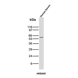 IgA Heavy Chain Antibody rHISA43 in Human Serum WB. Western blot testing of human serum with IgA Heavy Chain Antibody recombinant mouse mAb rHISA43 detects a strong, discrete band at approximately 55-60 kDa, consistent with the expected molecular weight of the immunoglobulin alpha heavy chain. The IGHA antibody shows minimal additional reactivity under the tested conditions, producing a clean Western blot signal.