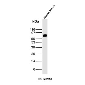 Recombinant IgM Heavy Chain Antibody rIGHM/2558 in Human Serum WB. Western blot testing of human serum with Recombinant IgM Heavy Chain Antibody clone rIGHM/2558 detects a strong, discrete band at approximately 75 kDa, consistent with the expected size of the immunoglobulin mu heavy chain. Minimal additional reactivity is visible under the tested conditions, producing a clean Western blot signal. This Recombinant Immunoglobulin M Antibody recognizes the heavy chain component of human IgM.