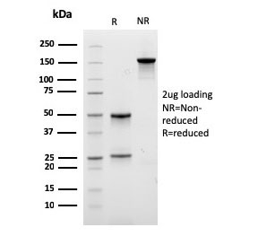 SDS-PAGE analysis of purified, BSA-free recombinant Lambda Light Chain antibody (clone rLLC/3777) as confirmation of integrity and purity.