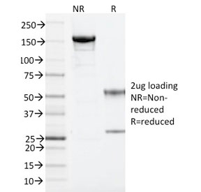 SDS-PAGE analysis of purified, BSA-free ARF1 antibody (clone ARF1/2117) as confirmation of integrity and purity.