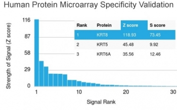 Cytokeratin 8 Antibody Protein Microarray Validation. Analysis of a HuProt(TM) protein microarray containing more than 19,000 full-length human proteins using Cytokeratin 8 Antibody / Protein Microarray Validated Antibody (clone KRT8/2115) demonstrates exceptional specificity for Keratin 8 (KRT8). KRT8 was identified as the highest-ranking target with a Z-score of 118.93 and an S-score of 73.45, substantially exceeding all other proteins present on the array. The second-ranked target, KRT5, exhibited a Z-score of 45.48 and an S-score of 9.92, while KRT6A displayed a Z-score of 35.56 and an S-score of 12.46. The Z-score represents the strength of antibody binding relative to the mean signal generated across the array, while the S-score reflects the specificity gap between a target and the next highest-ranking protein. Because antibodies with S-scores greater than 2.5 are generally considered highly specific, the exceptionally high S-score observed for KRT8 provides strong evidence of target selectivity. These results support the utility of clone KRT8/2115 for specific detection of Cytokeratin 8 in epithelial biology, cytoskeletal research, and cancer-related applications.