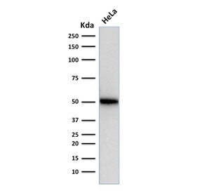 p53 Antibody Clone SPM514 / TP53 Tumor Suppressor Antibody. Western blot analysis of human HeLa cell lysate demonstrates detection of p53 protein using the mouse monoclonal clone SPM514. Lane 1: human HeLa cell lysate. A band is detected at approximately 53 kDa, consistent with the predicted molecular weight of Tumor protein p53 / TP53. This result supports specific recognition of endogenous p53 in human cell lysates by the SPM514 monoclonal antibody.
