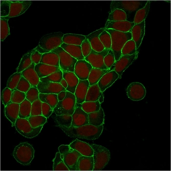 EpCAM Antibody MCF-7 IF. Immunofluorescent staining of human MCF-7 breast carcinoma cells using EpCAM Antibody (clone EGP40/1373) demonstrates strong green fluorescence localized predominantly to the plasma membrane and cell-cell junctions. The staining pattern is consistent with expression of Epithelial Cell Adhesion Molecule (EPCAM/CD326), a transmembrane glycoprotein involved in epithelial cell adhesion, maintenance of tissue architecture, and regulation of cellular signaling pathways. Prominent membrane-associated fluorescence outlines individual cells and highlights epithelial cell boundaries, consistent with the established localization of EpCAM on the surface of epithelial-derived tumor cells. Nuclei are counterstained with Reddot (red). The observed staining supports the use of EpCAM as a marker for epithelial lineage identification, epithelial tumor cell characterization, and cell surface protein localization studies.