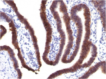 EpCAM Antibody Fallopian Tube IHC. Immunohistochemistry staining of FFPE human fallopian tube tissue using EpCAM Antibody (clone EGP40/1373) demonstrates strong membranous and apical HRP-DAB brown staining throughout the columnar epithelial lining of the mucosal folds. The staining pattern is consistent with expression of Epithelial Cell Adhesion Molecule (EPCAM/CD326), a transmembrane glycoprotein involved in epithelial cell adhesion, tissue organization, and maintenance of epithelial integrity. Prominent membrane-associated staining sharply delineates the highly folded epithelial architecture of the fallopian tube and is consistent with the established expression of EpCAM in normal glandular and mucosal epithelial tissues. The observed immunoreactivity supports the use of EpCAM as a marker for epithelial cell identification, epithelial differentiation studies, and characterization of epithelial-derived tissues. HIER: boil tissue sections in pH 9 Tris-EDTA buffer (10 mM Tris, 1 mM EDTA) for 10-20 minutes and allow to cool before testing.