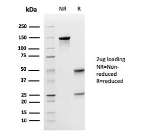 SDS-PAGE analysis of purified, BSA-free Uroplakin 1A antibody (clone UPK1A/2925) as confirmation of integrity and purity.