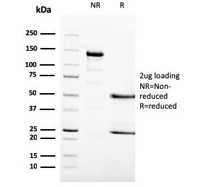 SDS-PAGE analysis of purified, BSA-free MCM6 antibody (clone MCM6/3000) as confirmation of integrity and purity.