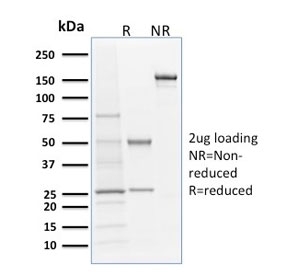 SDS-PAGE analysis of purified, BSA-free Langerin antibody as confirmation of integrity and purity.