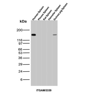 Western blot testing of multiple species lung tissue lysates with CD11b antibody (clone ITGAM/3339). Expected molecular weight: 127~170 kDa depending on glycosylation level.