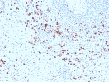 Granzyme B Antibody Biotin Conjugate Human Spleen IHC. Immunohistochemical staining of FFPE human spleen tissue using Granzyme B Antibody Biotin Conjugate. HIER was performed in pH 9 Tris-EDTA buffer. A streptavidin-HRP detection system with DAB substrate was used for visualization. Granzyme B Antibody Biotin Conjugate, recognizing GZMB, demonstrates strong granular cytoplasmic staining in numerous lymphocytes within the splenic white pulp, consistent with granzyme B expression in activated cytotoxic T lymphocytes and natural killer cells.