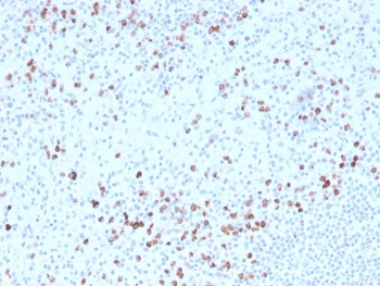 Granzyme B Antibody Biotin Conjugate Human Splenic White Pulp IHC. Immunohistochemical staining of FFPE human spleen tissue using Granzyme B Antibody Biotin Conjugate. HIER was performed in pH 9 Tris-EDTA buffer. A streptavidin-HRP detection system with DAB substrate was used for visualization. Granzyme B Antibody Biotin Conjugate, recognizing GZMB, demonstrates strong granular cytoplasmic staining in cytotoxic lymphocytes concentrated within the splenic white pulp, consistent with granzyme B expression in activated cytotoxic T lymphocytes and natural killer cells.