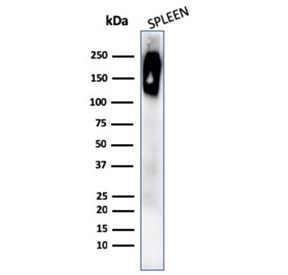 Western blot testing of human spleen lysate with recombinant CD45RB antibody (clone rPTPRC/1132). Expected molecular weight: 147-220 kDa depending on glycosylation level.