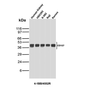 TNFRSF9 Antibody 4-1BB/4552R Detects CD137 Across Human Cell Lysates WB. Western blot analysis of human kidney, HEK293, K-562, Raji, and Ramos lysates using TNFRSF9 Antibody (clone 4-1BB/4552R) shows a prominent band at approximately 45-50 kDa across all five samples. Signal intensity is relatively consistent among the lysates, with little visible nonspecific background. The higher apparent molecular weight relative to the predicted CD137 monomer is compatible with glycosylated receptor species and demonstrates reproducible detection across multiple human sample types using this Recombinant CD137 Antibody.