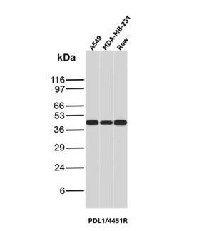 Recombinant PD-L1 Antibody PDL1/4451R in Human and Mouse Cancer Cell Lines WB. Western blot testing of Recombinant PD-L1 Antibody PDL1/4451R / B7-H1 in human A549 lung carcinoma, human MDA-MB-231 breast cancer and mouse RAW cell lysates. A prominent band is observed at approximately 40-45 kDa across the tested samples, above the predicted molecular weight of ~33 kDa for unmodified PD-L1/CD274. The higher apparent molecular weight is consistent with the established N-linked glycosylation of mature PD-L1. This Recombinant PD-L1 Antibody demonstrates detection of B7-H1/CD274 in both human and mouse cancer cell lines.