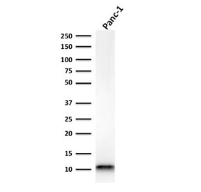 Western blot testing of human PANC-1 cell lysate with FSP1 antibody. Predicted molecular weight ~12 kDa.