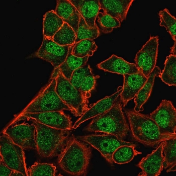 BMI1 Antibody HeLa IF. Immunofluorescence analysis of PFA-fixed human HeLa cells using BMI1 antibody clone BMI1/2823. BMI1 staining (green) demonstrates prominent nuclear localization consistent with the chromatin-associated role of BMI1 in polycomb-mediated transcriptional repression, stem cell self-renewal signaling, and epigenetic regulation pathways. Phalloidin staining (red) highlights the actin cytoskeletal network and cellular morphology.
