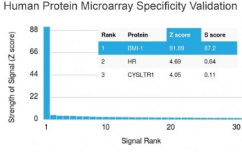 BMI1 Antibody Protein Microarray Validation. Analysis of a HuProt protein microarray containing more than 19,000 full-length human proteins using BMI1 antibody clone BMI1/2823. The antibody demonstrates highly selective recognition of BMI1 with a Z-score of 91.89 and an S-score of 87.2, supporting exceptionally strong target specificity for this polycomb-associated stem cell renewal regulator relative to other proteins represented on the array. R and CYSLTR1 were identified as substantially lower-ranking signals. Z-scores represent signal intensity above array background in standard deviation units, while S-scores reflect the specificity gap between the top-ranked target and subsequent proteins. An S-score greater than 2.5 is generally considered supportive of target-specific antibody recognition.