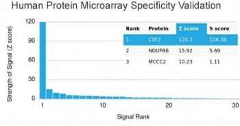 GM-CSF Antibody Microarray Specificity Validation. Protein microarray analysis of Granulocyte macrophage colony stimulating factor / CSF2 using mouse monoclonal GM-CSF antibody, clone CSF2/3403, across a HuProt(TM) array containing more than 19,000 full-length human proteins demonstrates highly selective binding to CSF2 with minimal off-target interaction. The signal profile shows strong enrichment for CSF2 relative to other proteins on the array, supporting high specificity. Z-score represents the strength of antibody binding signal expressed as standard deviations above the mean array signal, while S-score reflects the separation between the top-ranked target and the next highest signal, confirming selective recognition of GM-CSF in a proteome-wide context.