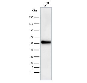p53 Antibody Clone DO-1 / TP53 Tumor Suppressor Antibody. Western blot analysis of human HeLa cell lysate demonstrates detection of Tumor protein p53 using p53 Antibody Clone DO-1. A band is detected at approximately 53 kDa, consistent with the predicted molecular weight of p53 / TP53.