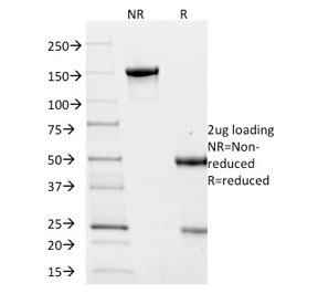 SDS-PAGE analysis of purified, BSA-free Villin Antibody / Apical Membrane Marker Antibody (clone VIL1/2376) as confirmation of integrity and purity.