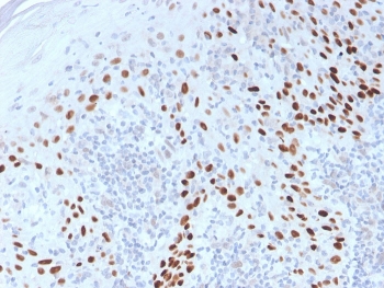 p40 Antibody. Immunohistochemistry analysis of FFPE human cervix tissue demonstrates strong HRP-DAB brown nuclear staining in basal and parabasal epithelial cells, with progressively reduced staining in more differentiated superficial layers. The nuclear-restricted pattern reflects epithelial layering and supports use of this antibody as an epithelial stratification and differentiation marker, highlighting the transition from proliferative basal compartments to differentiated cell populations. Staining is well-defined with minimal background, allowing clear visualization of epithelial organization and differentiation gradients. Heat-induced epitope retrieval was performed by boiling tissue sections in pH 9 10mM Tris with 1mM EDTA for 20 minutes followed by cooling prior to antibody incubation.