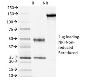 SDS-PAGE analysis of purified, BSA-free CD3e antibody clone OKT3 as confirmation of integrity and purity.