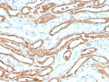 IHC staining of FFPE human kidney with recombinant Aurora B antibody (clone rAURKB/1592). HIER: boil tissue sections in pH 9 10mM Tris with 1mM EDTA for 20 min and allow to cool before testing.